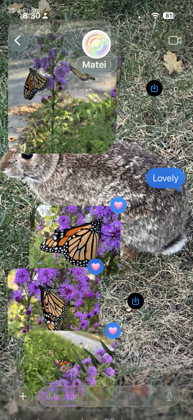 ウサギの画像が背景になっていて、その上に蝶の画像がテキストメッセージとして重ねて表示されているため、どの画像も判別しにくい。